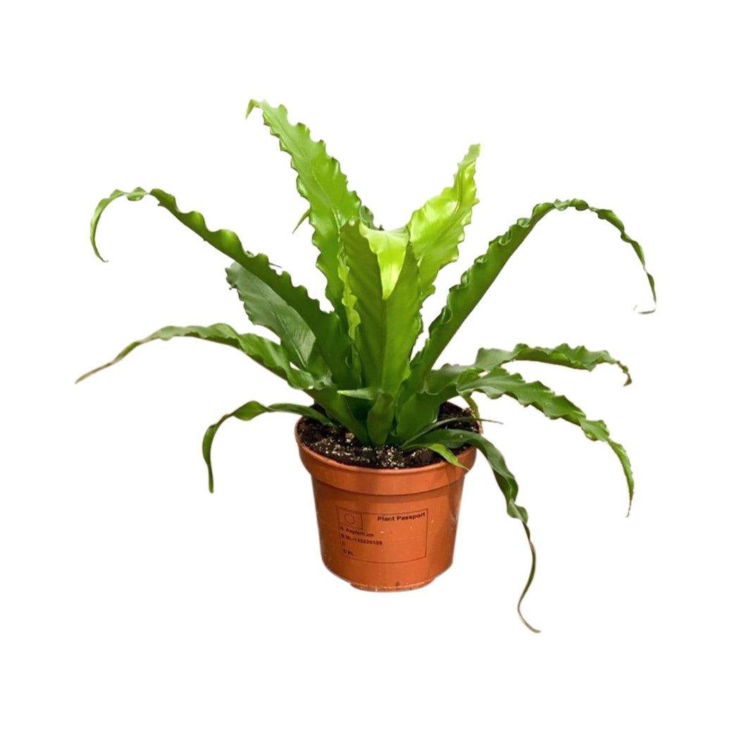 Asplenium Antiquum Osaka | Birds Nest Fern - House of Kojo