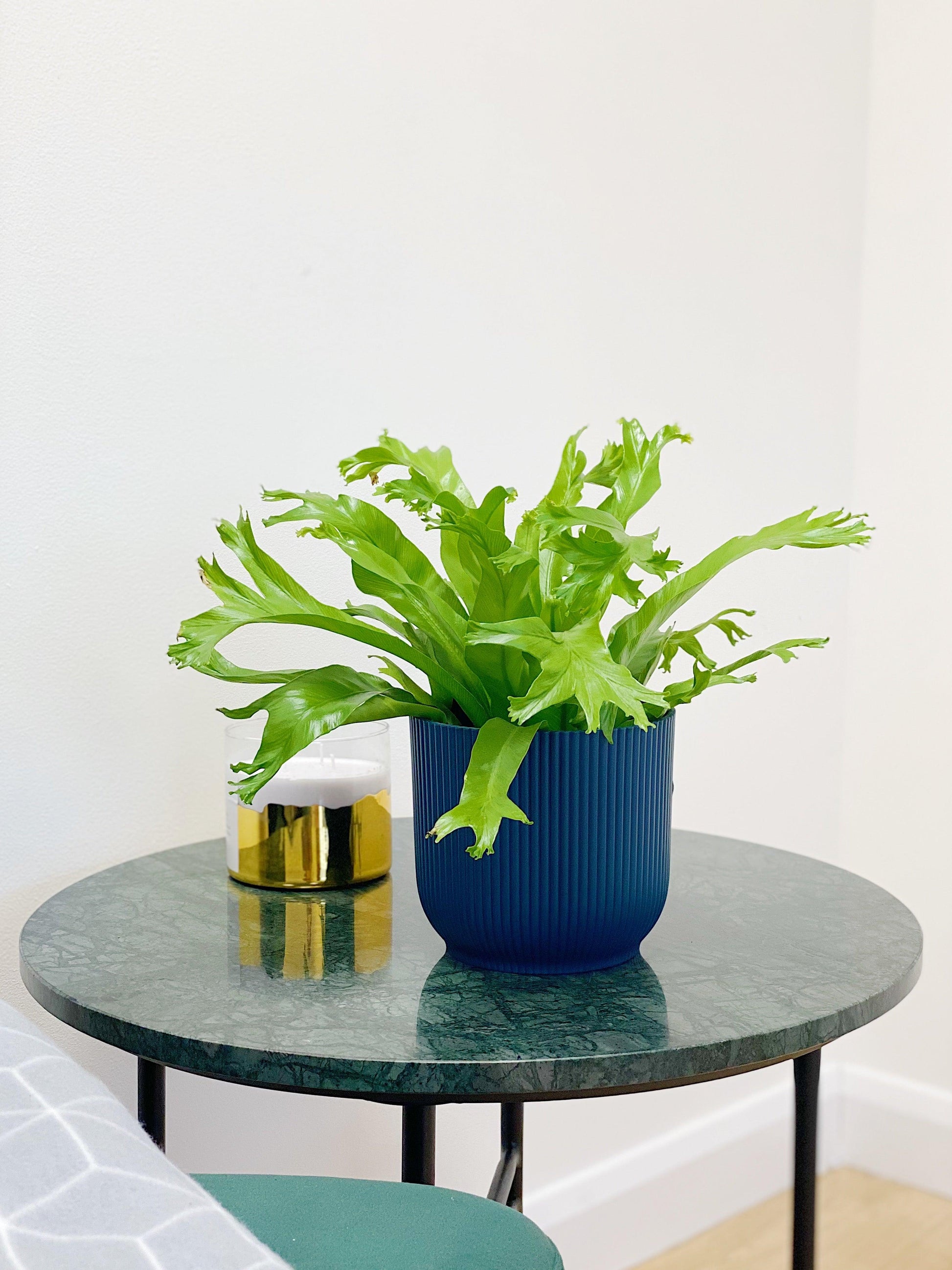 Asplenium Crissie Amy | Birds Nest Fern - House of Kojo