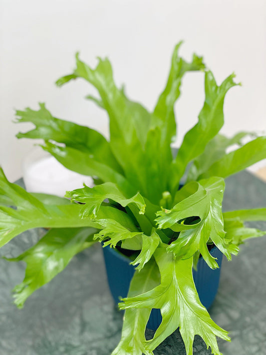 Asplenium Crissie Amy | Birds Nest Fern - House of Kojo