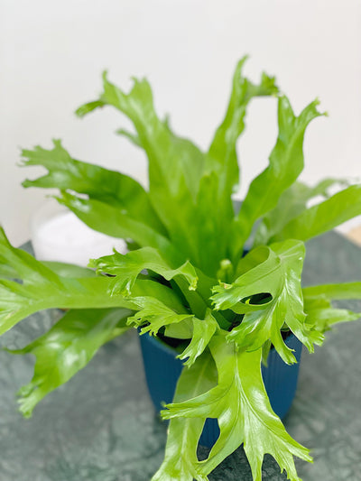Asplenium Crissie Amy | Birds Nest Fern - House of Kojo