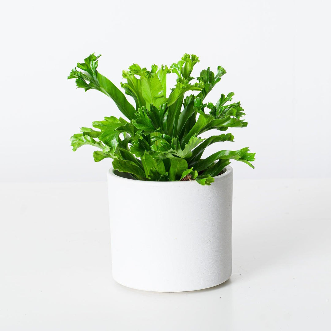 Asplenium Leslie | Birds Nest Fern