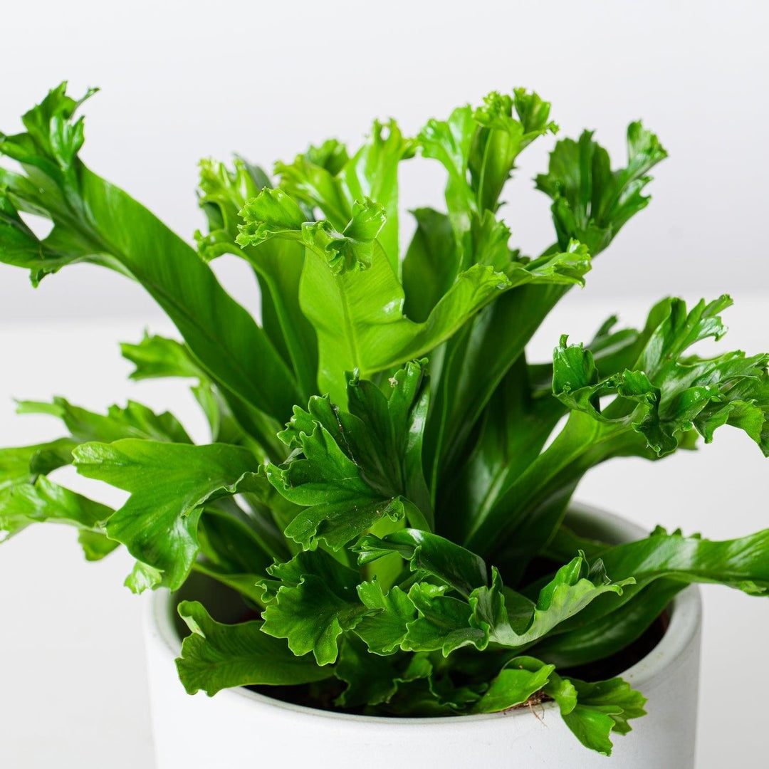 Asplenium Leslie | Birds Nest Fern | Indoor Plants and Accessories  House  of Kojo