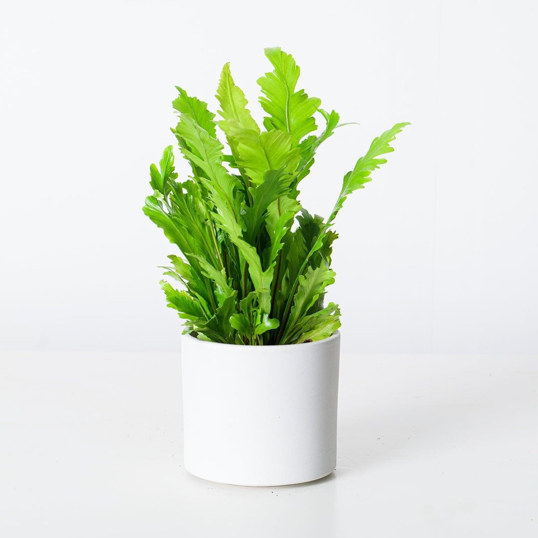 champion bird's nest fern Asplenium Nidus Campio | Champion's Birds Nest Fern