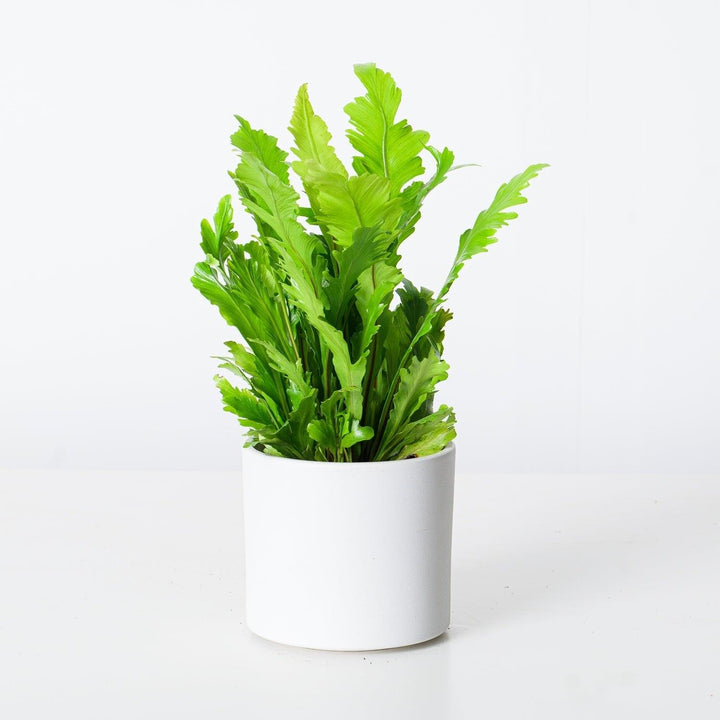 champion bird's nest fern Asplenium Nidus Campio | Champion's Birds Nest Fern