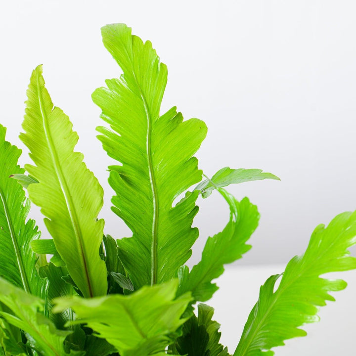 champion bird's nest fern Asplenium Nidus Campio | Champion's Birds Nest Fern