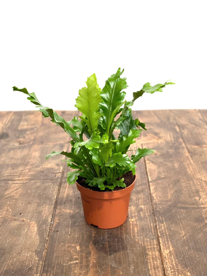champion bird's nest fern Asplenium Nidus Campio | Champion's Birds Nest Fern