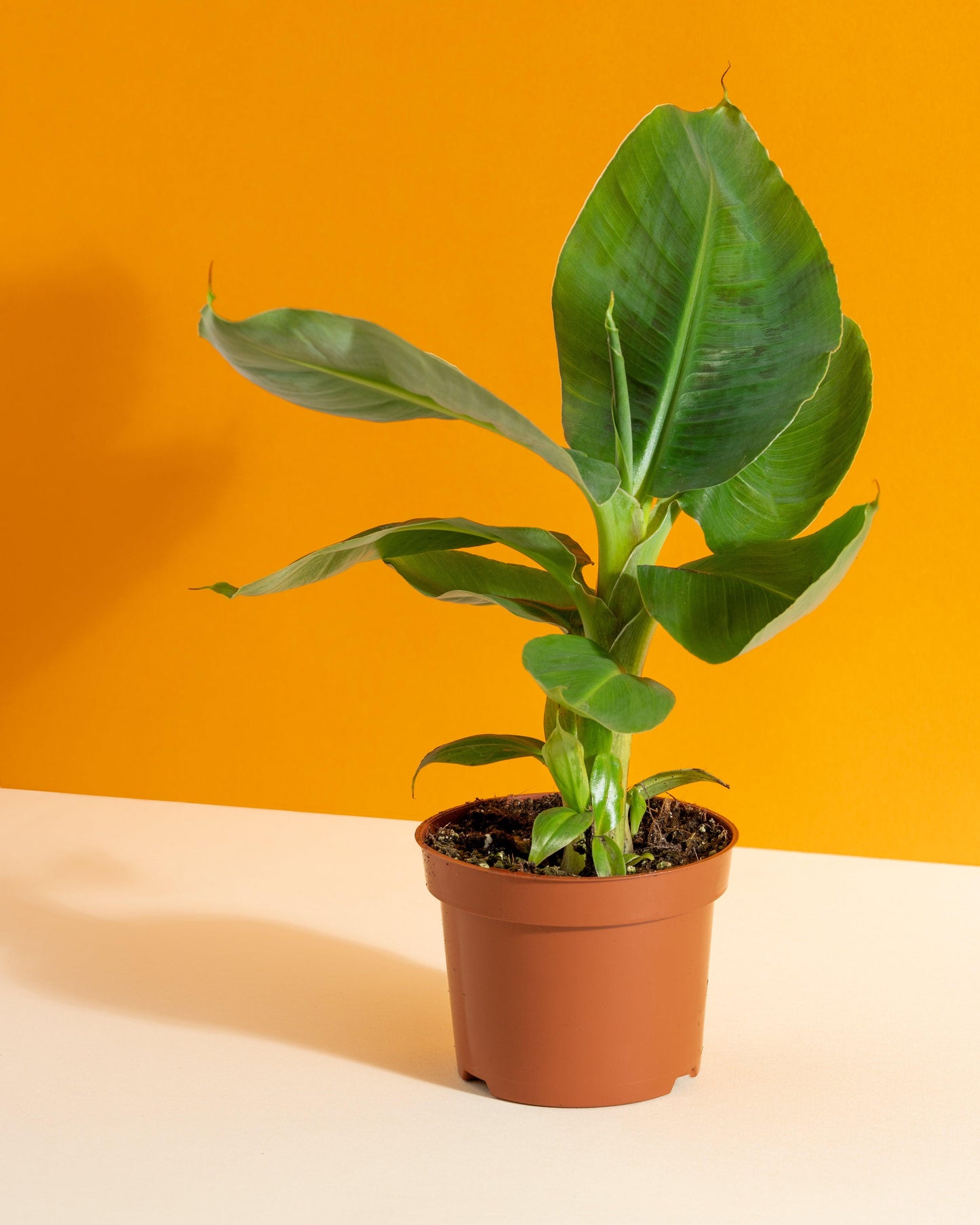 Banana Plant | Musa Dwarf Cavendish - House of Kojo