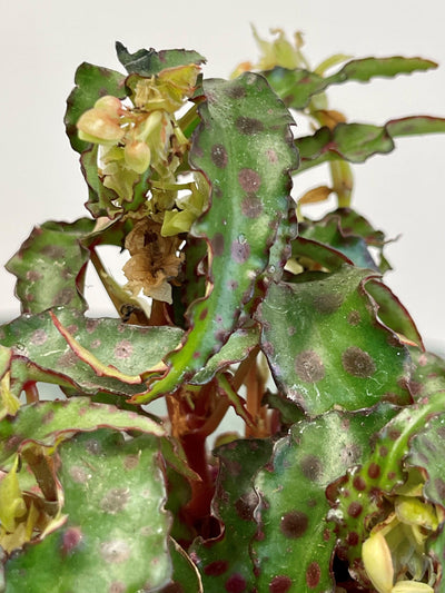 Begonia Amphioxus - House of Kojo