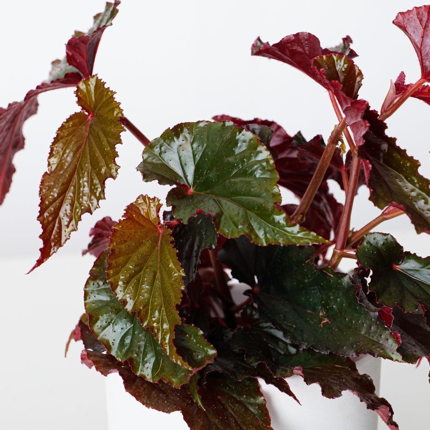 Begonia Black Magic - House of Kojo