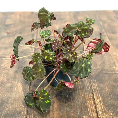 Begonia Bowerae 'Tiger' - House of Kojo