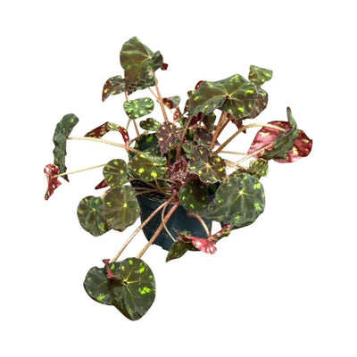 Begonia Bowerae 'Tiger' - House of Kojo