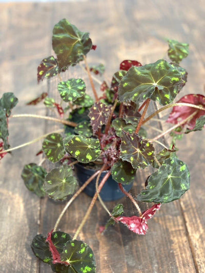 Begonia Bowerae 'Tiger' - House of Kojo