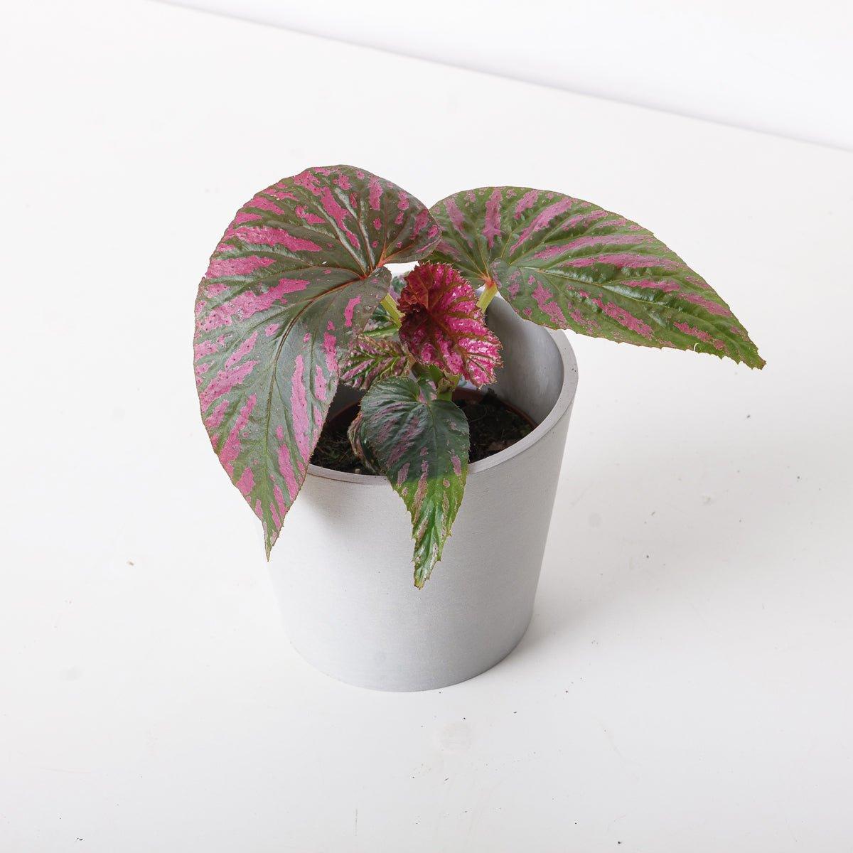 Begonia brevimosa - House of Kojo