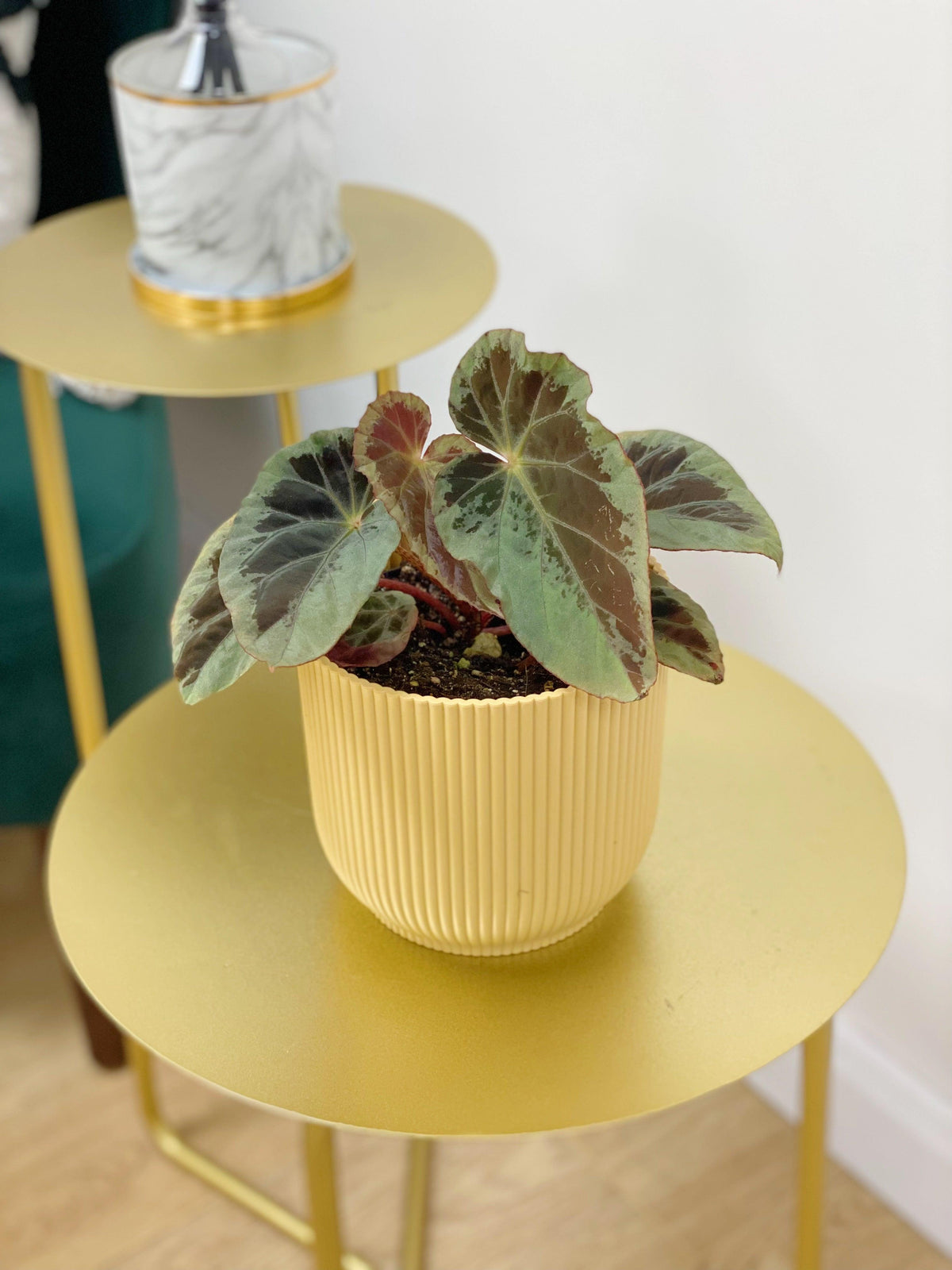 Begonia Burkillii Silver Edge - House of Kojo