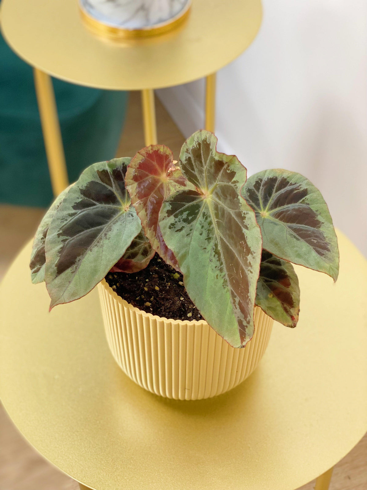 Begonia Burkillii Silver Edge - House of Kojo