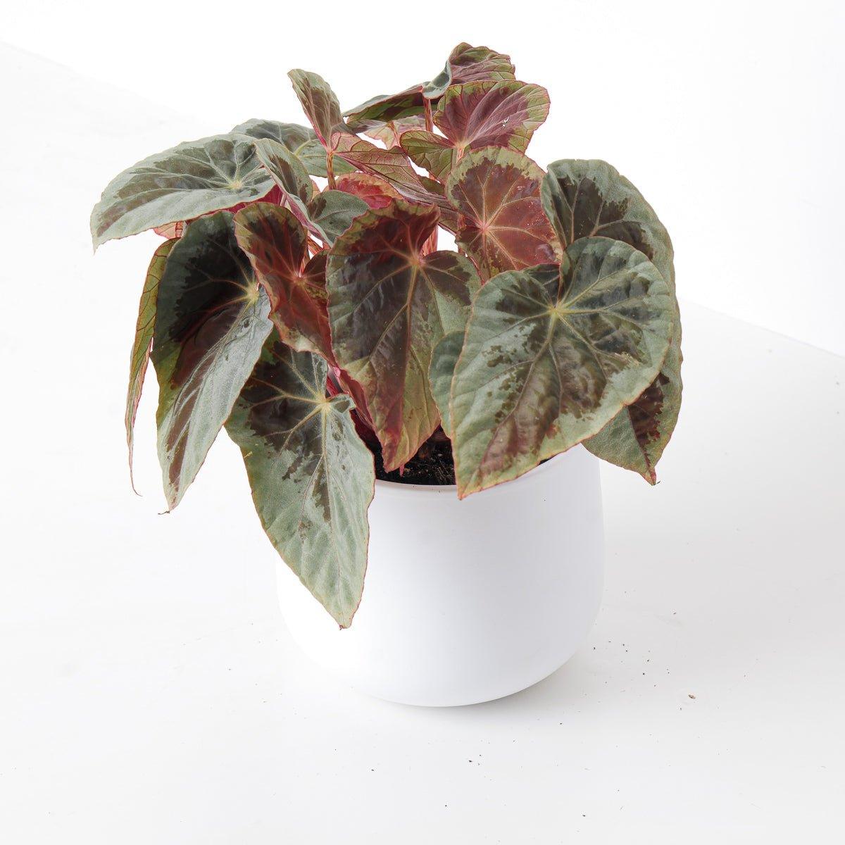 Begonia Burkillii Silver Edge - House of Kojo