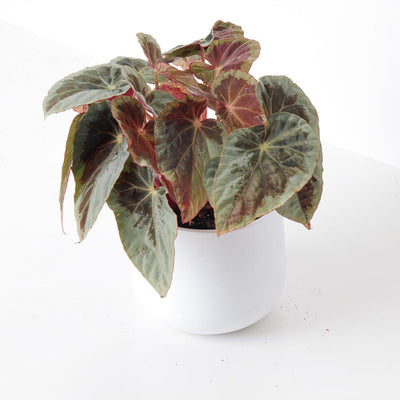 Begonia Burkillii Silver Edge - House of Kojo