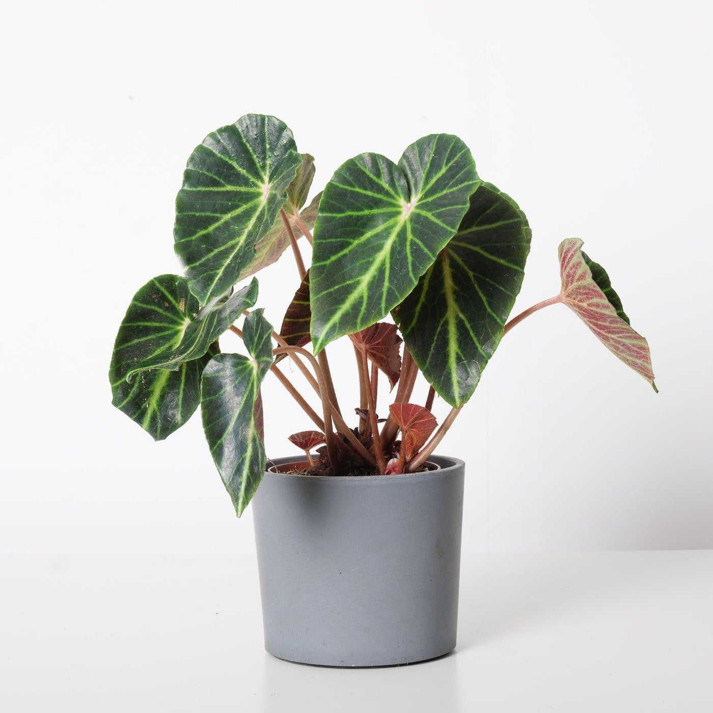 Begonia Chingipengii - House of Kojo