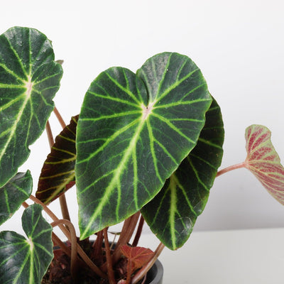Begonia Chingipengii - House of Kojo