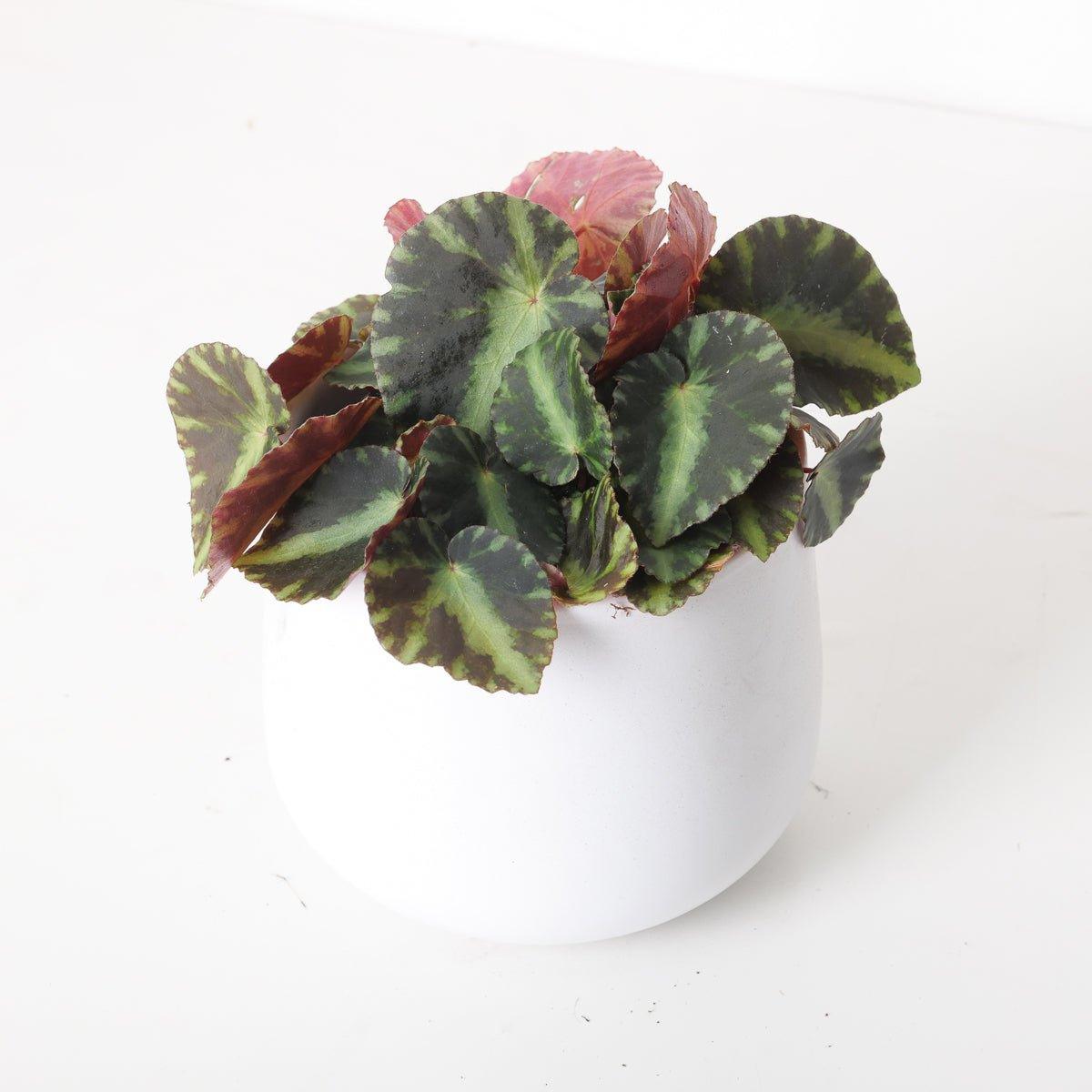 Begonia Cleopatrae - House of Kojo