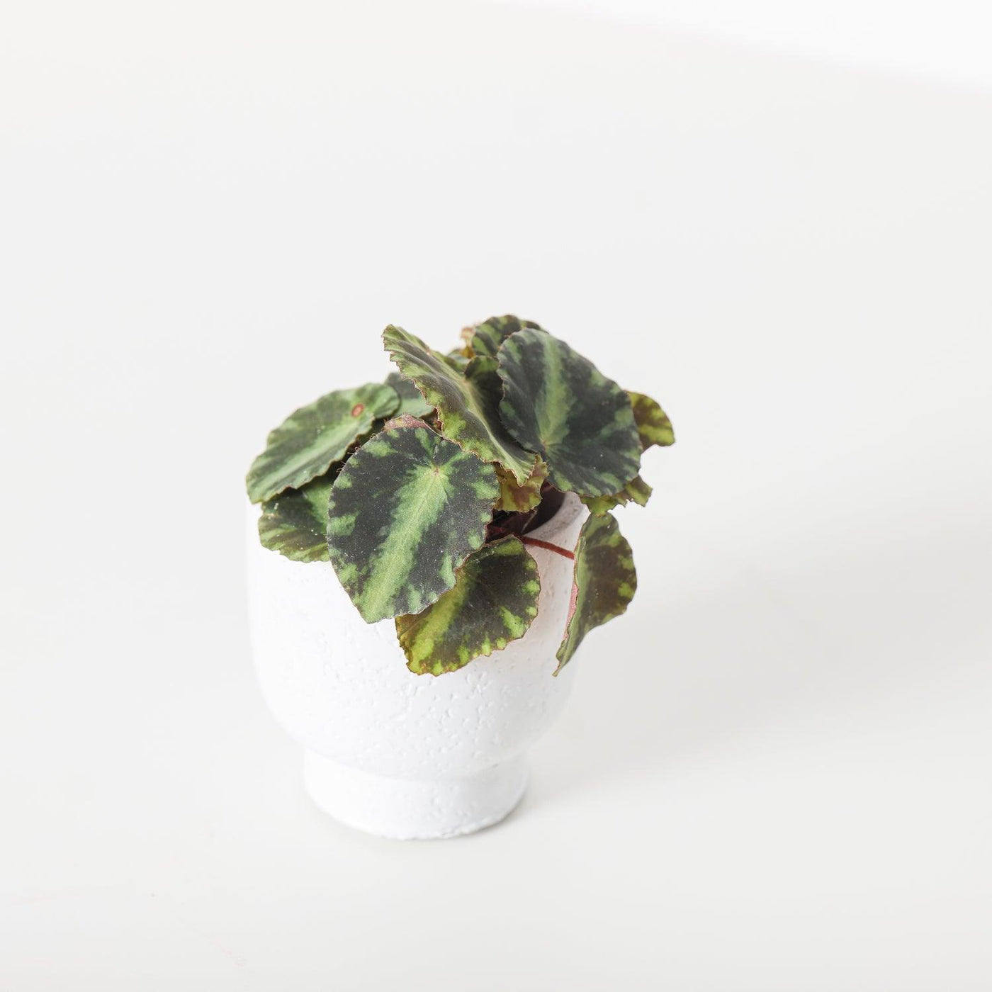 Begonia Cleopatrae - House of Kojo