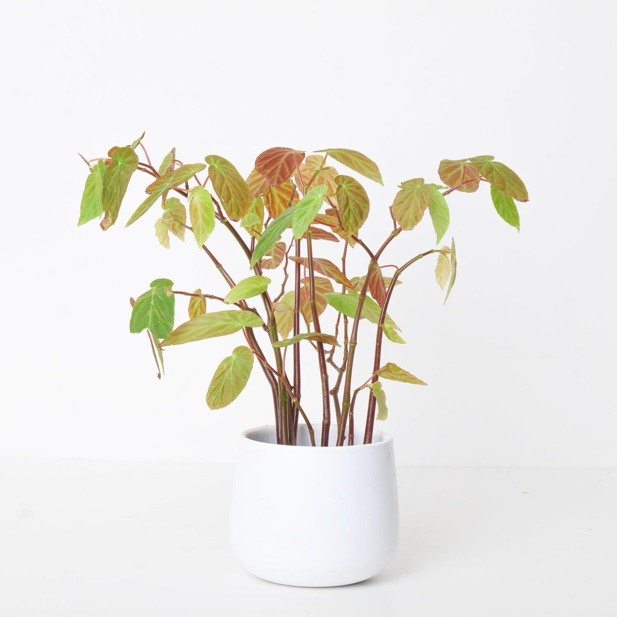 Begonia Dietrichiana - House of Kojo