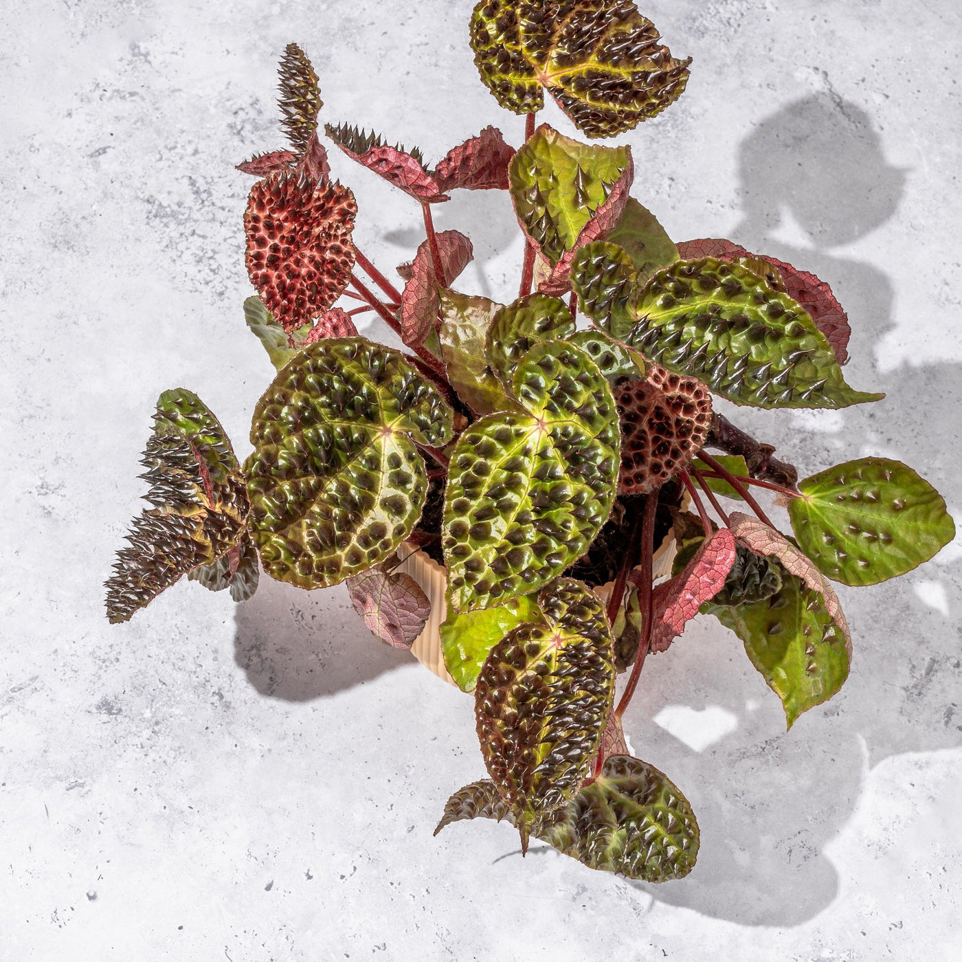 Begonia Ferox - House of Kojo