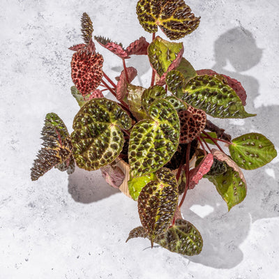 Begonia Ferox - House of Kojo