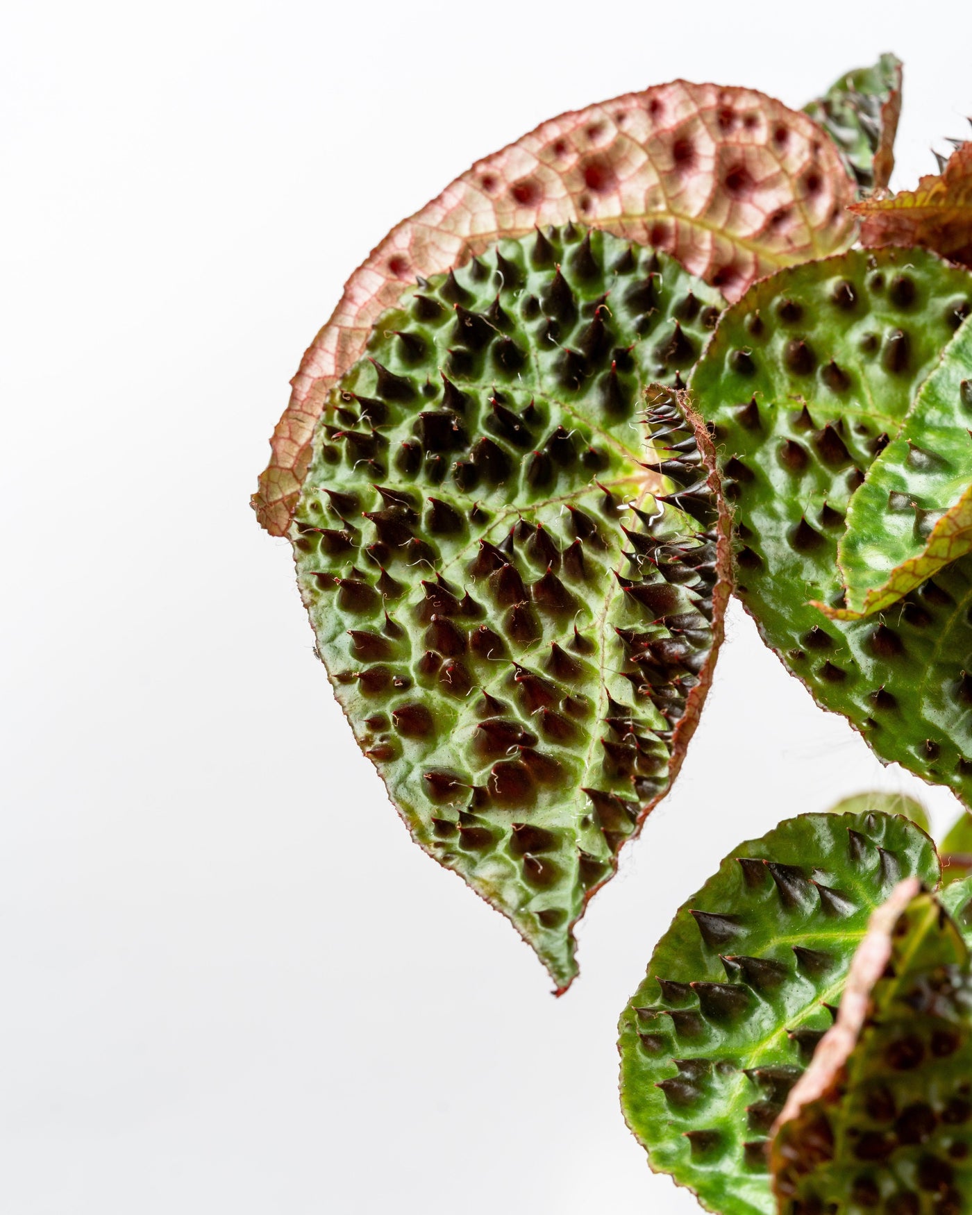 Begonia Ferox - House of Kojo
