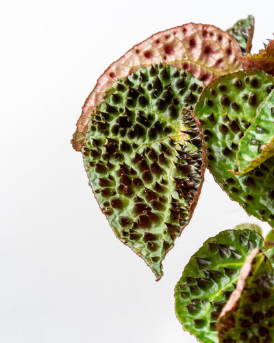 Begonia Ferox - House of Kojo
