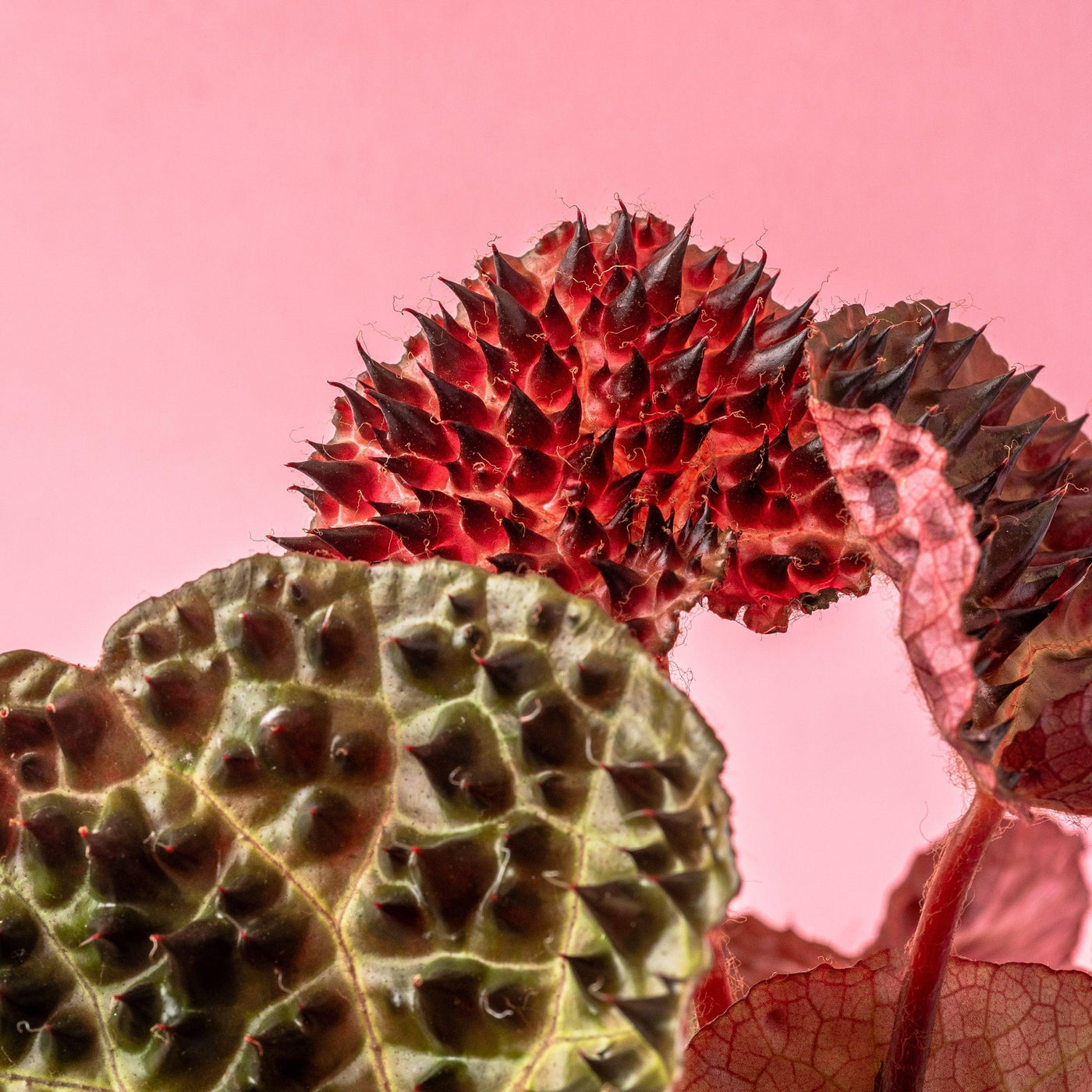 Begonia Ferox - House of Kojo