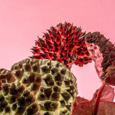 Begonia Ferox - House of Kojo