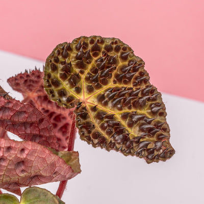 Begonia Ferox - House of Kojo