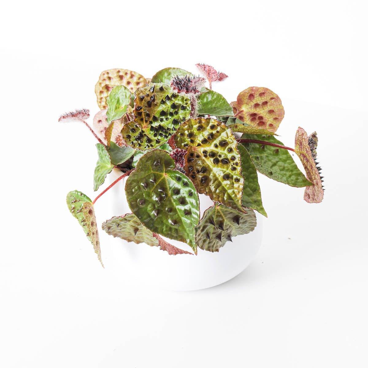 Begonia Ferox - House of Kojo