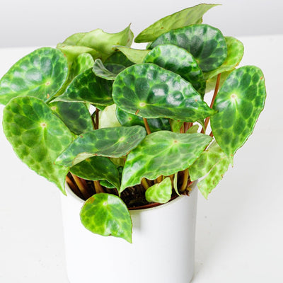 Begonia Kingiana - House of Kojo