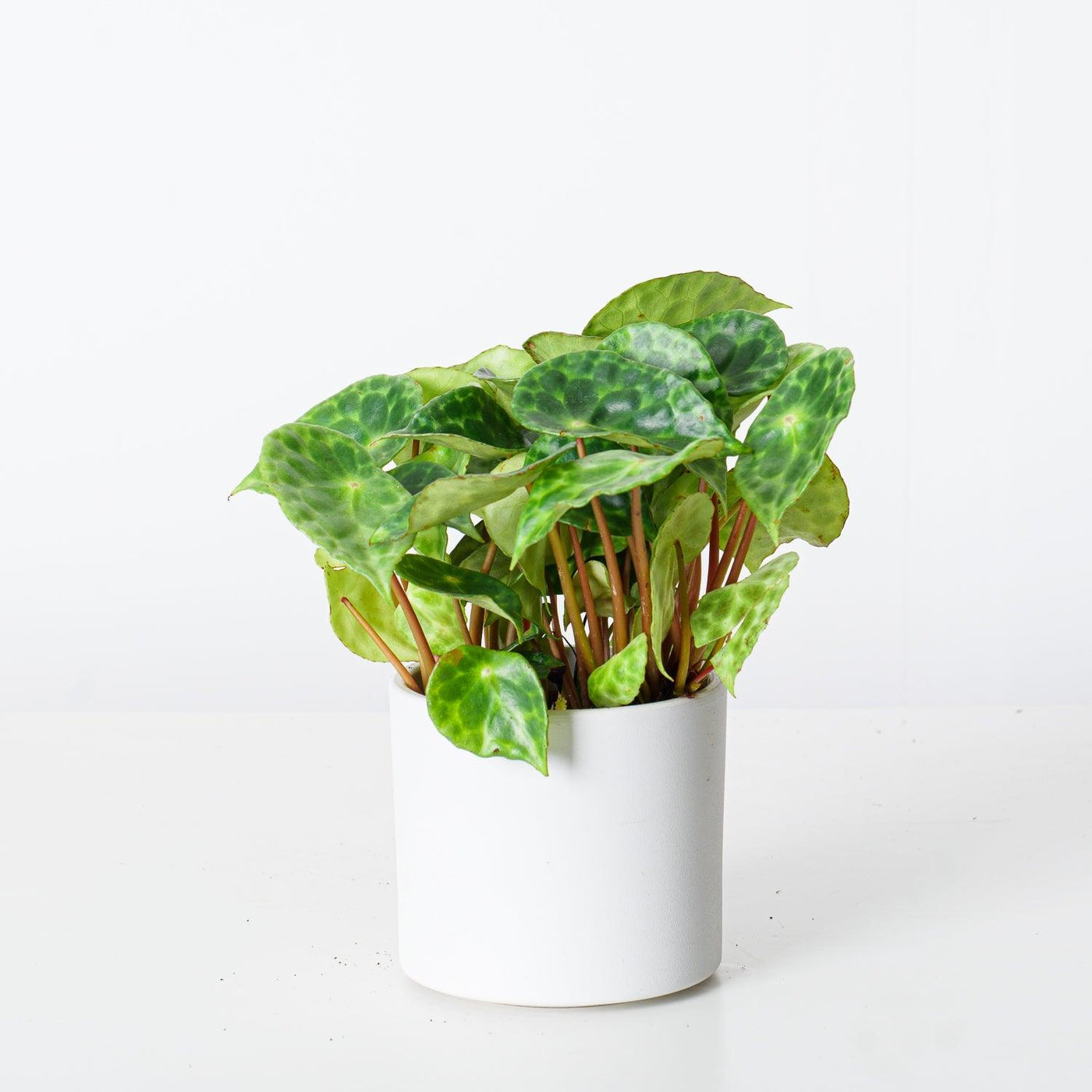 Begonia Kingiana - House of Kojo
