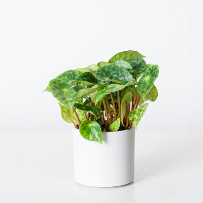 Begonia Kingiana - House of Kojo
