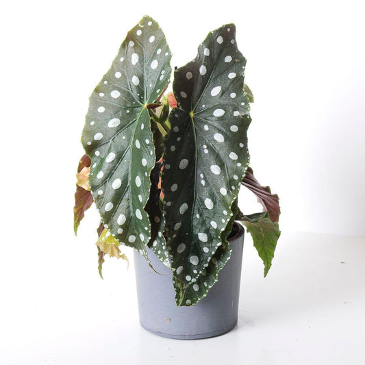 Begonia Maculata 'MegaDot' - House of Kojo