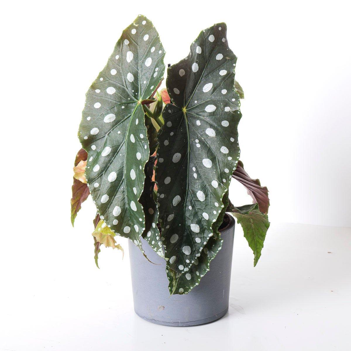 Begonia Maculata 'MegaDot' - House of Kojo