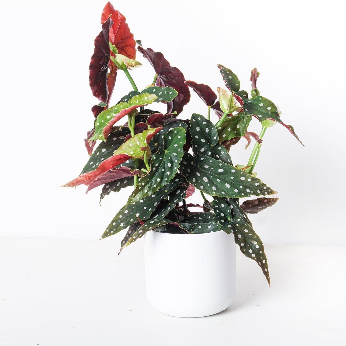 Begonia Maculata | Polka Dot Begonia - House of Kojo