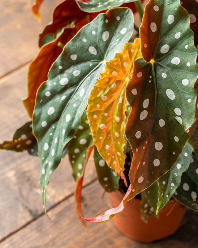 Begonia Maculata | Polka Dot Begonia - House of Kojo