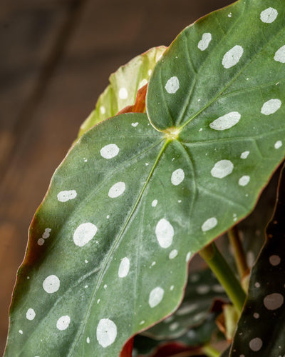 Begonia Maculata | Polka Dot Begonia - House of Kojo