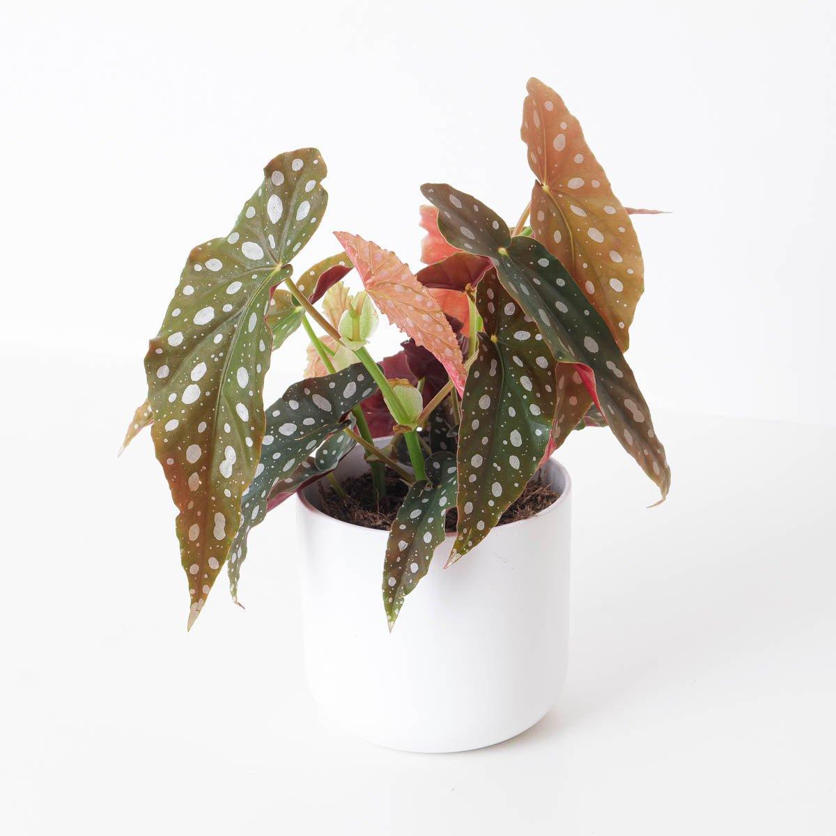 Begonia Maculata | Polka Dot Begonia - House of Kojo