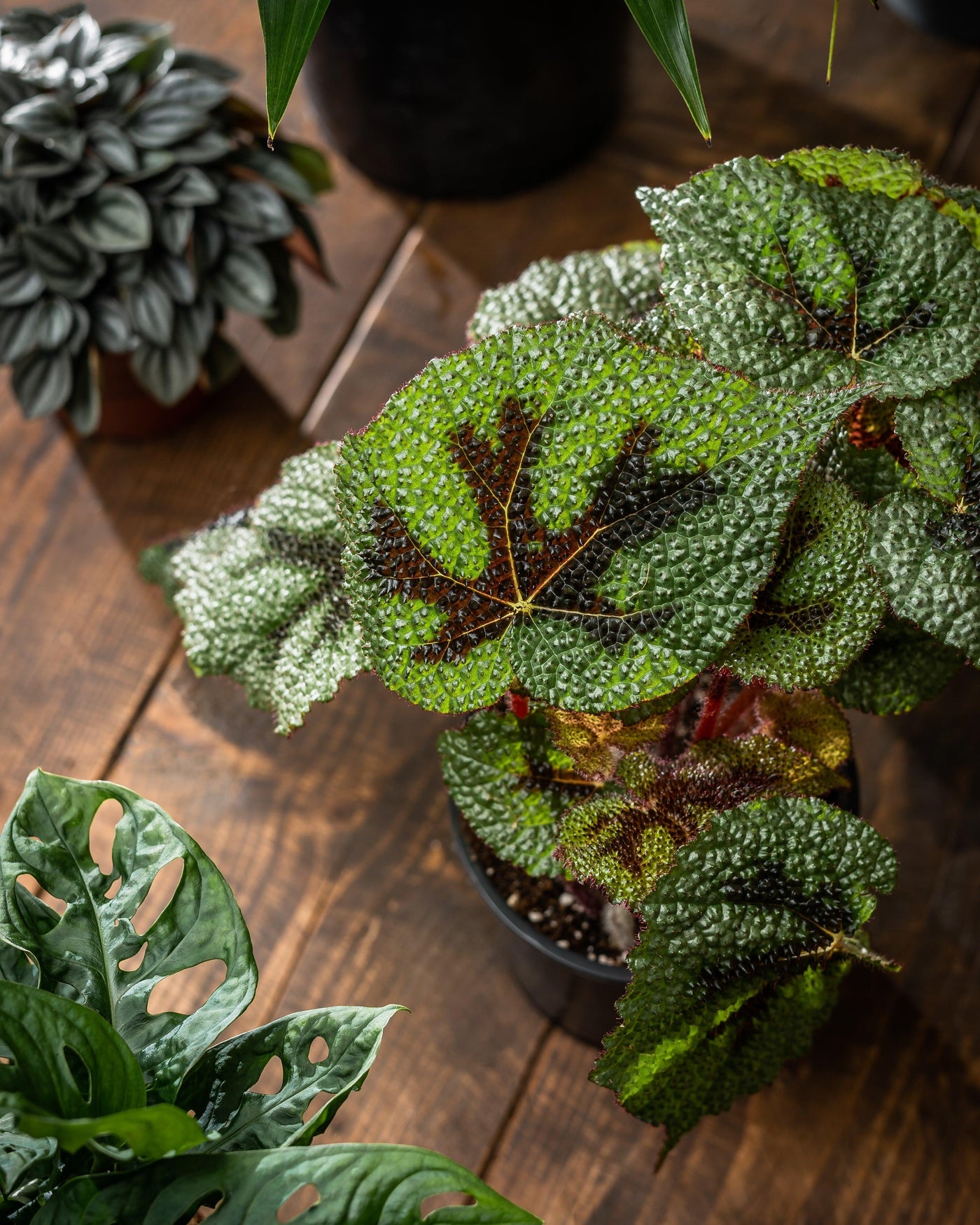 Begonia Masoniana Iron Cross - House of Kojo