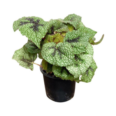 Begonia Masoniana Iron Cross - House of Kojo