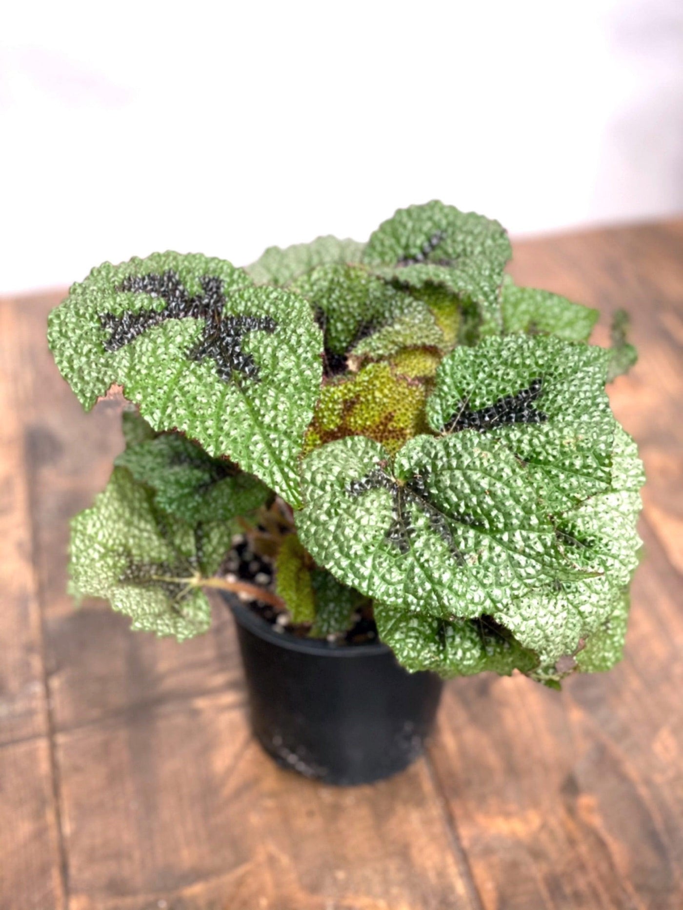 Begonia Masoniana Iron Cross - House of Kojo