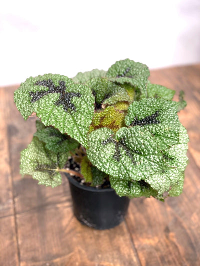 Begonia Masoniana Iron Cross - House of Kojo