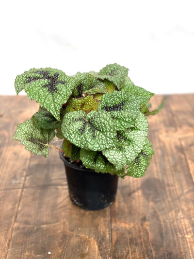 Begonia Masoniana Iron Cross - House of Kojo