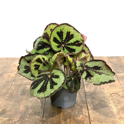 Begonia Masoniana Iron Cross - House of Kojo