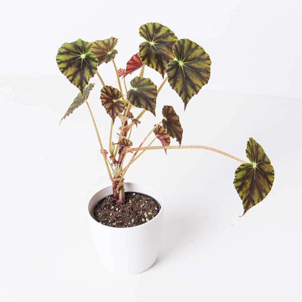 Begonia Mazae Nigricans - House of Kojo